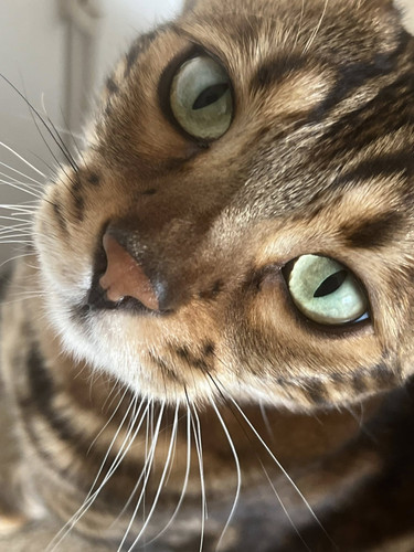 520297695 24245662331769412 3109944974910216224 n.jpg