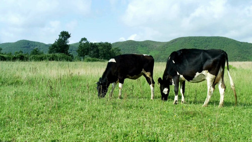 ok11T5 QJew1WAT8.jpg