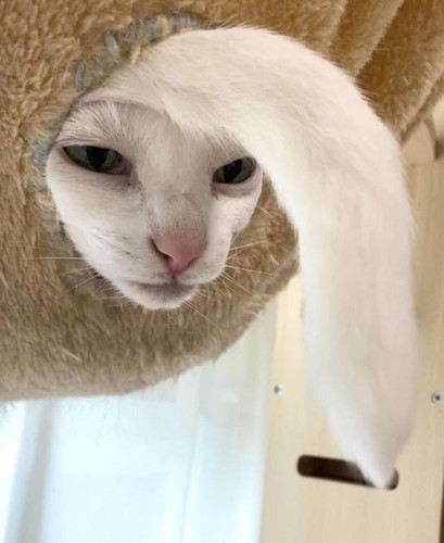 518278841 122191406276064444 1726370077246465384 n.jpg