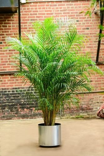 areca palm silver planter 1200x1.jpg