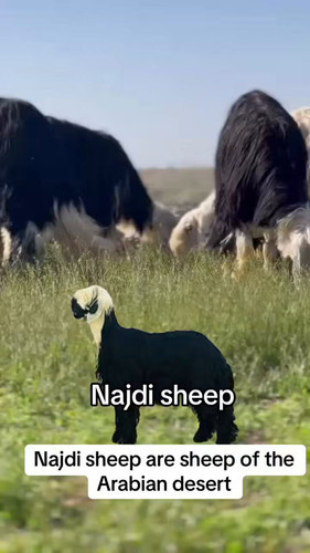 vN6OhjCoG5D72eGE.jpg