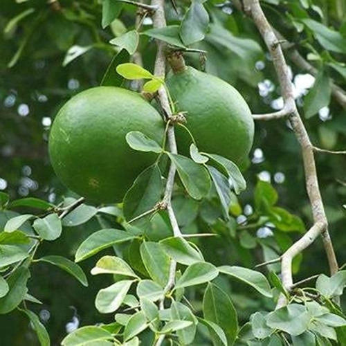 aegle marmelos bel plant.jpg