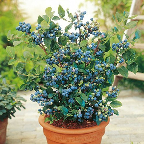 1 gardens rare bush blueberry ta.jpg