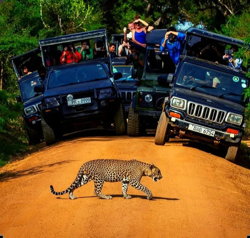 Arabiers Holidays Sri Lanka – Explore the Best of Paradise with Us.jpg