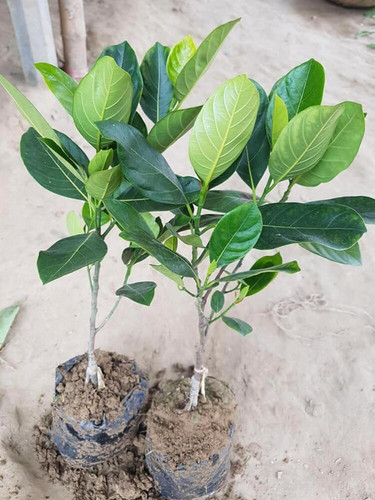 online plant bazar red jackfruit.jpg