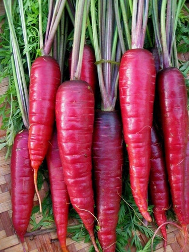 1300 red radish long mooli hybri.jpg
