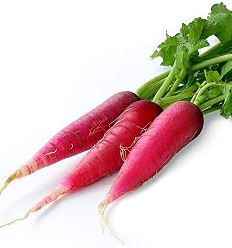 160 red radish long mooli hybrid.jpg