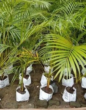 new product 500x500.jpg