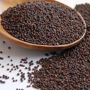 mustard seeds 1579770498 5266794 271964 l.jpg