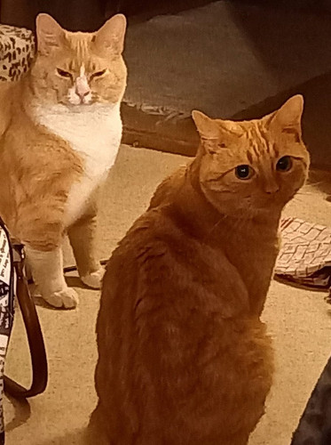 Gxvd7cbX0AAjCCY.jpg