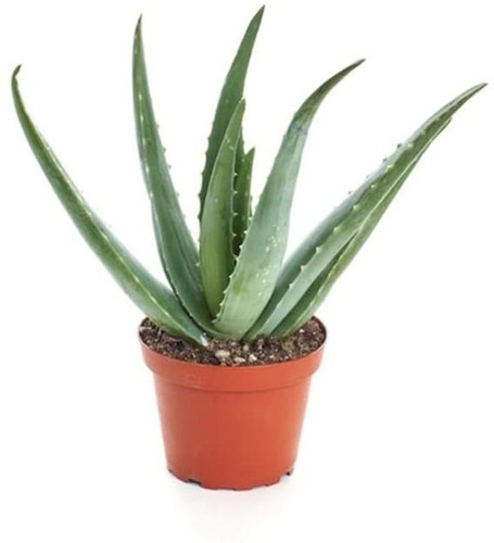 no annual yes aloe vera plant on.jpg