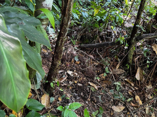 tanam mayat bayi 1752877878.jpg