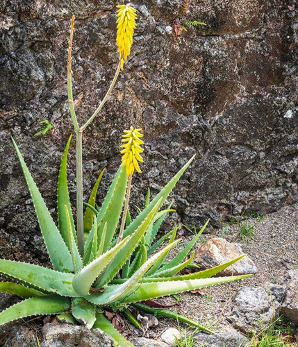 no biennial yes aloevera live pl.jpg