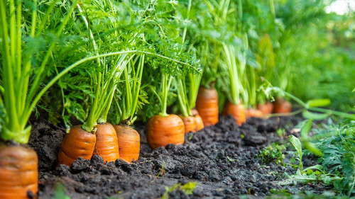 carrot2512.jpg