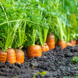 carrot2512