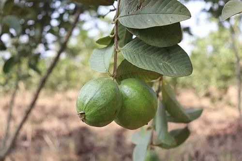 thai 7 guava plant 500x500.jpg