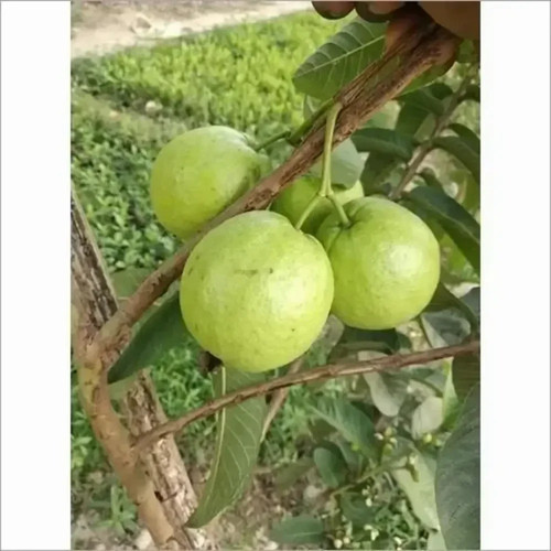green guava plant.jpg