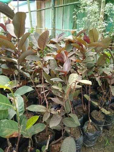 red guava grafted 1 500x500.jpg
