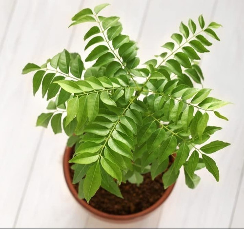 curry patta plant.jpg