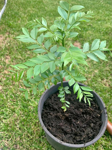 Fresh & Fragrant Curry Leaf Plant in Sydney for Your Home Garden.jpg