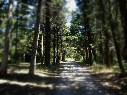 Oil painting Photos 0140.jpg