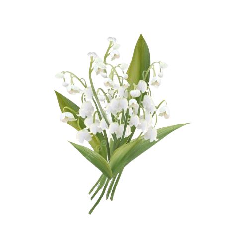 dd1013a28a7e22bfa6f0292bae515141 removebg preview.png