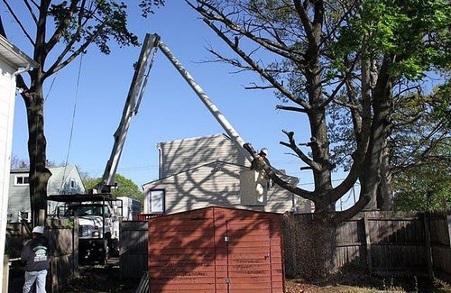 Tree Removal Company.jpg