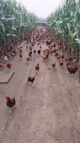 FGla9mBK bW1j uX.jpg