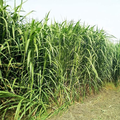 812JILJGOaL. SX569 .jpg