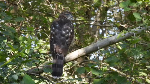 Cd4 NXaU9nLhKaea.jpg