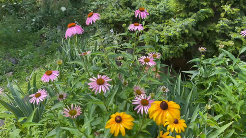 cgvcao03xQ gvS22.jpg