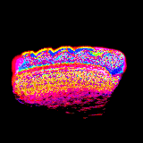 floppy dog goes for a stroll