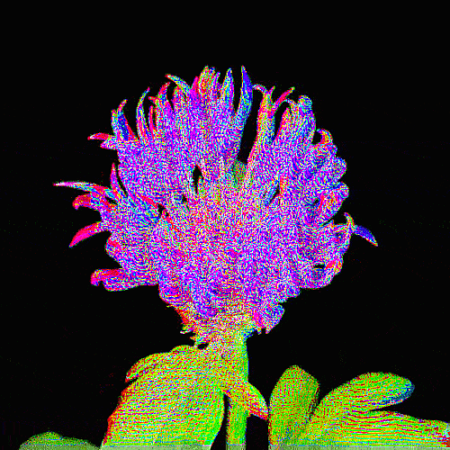 CORNFLOWER BLOOM opt
