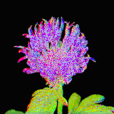 CORNFLOWER BLOOM opt