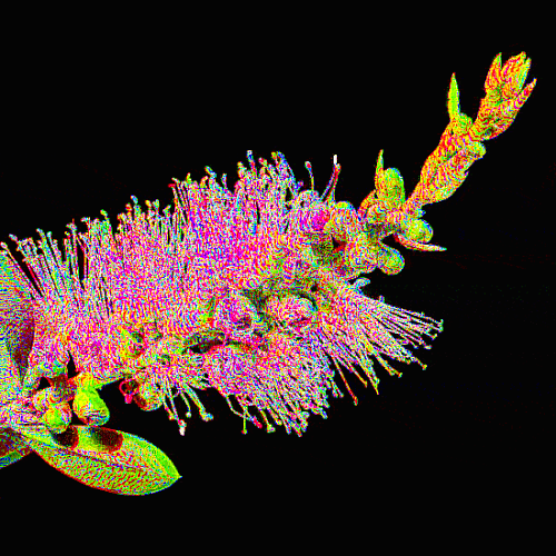 BOTTLEBRUSH BLOOM opt.gif