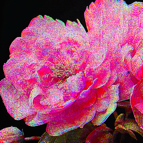 PEONY
