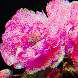 PEONY