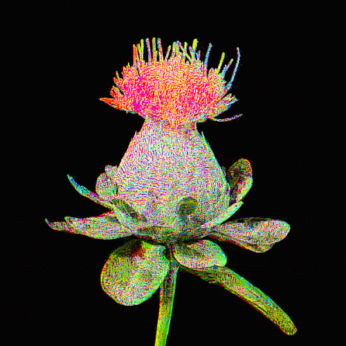 safflower bloom opt