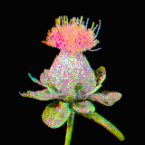 safflower bloom opt
