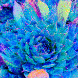 sempervivium