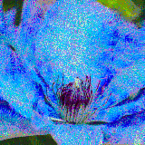 clematis