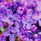 lilac