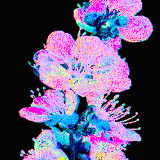 flower bloom 1