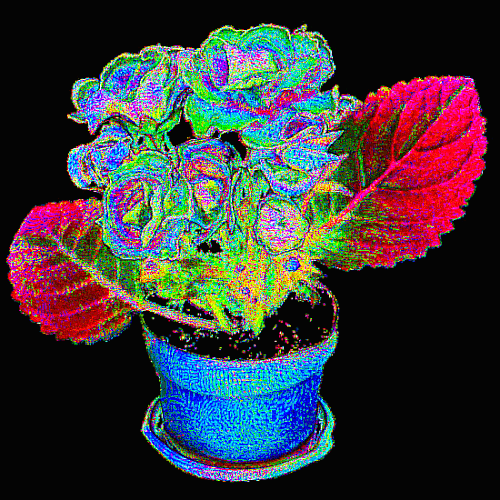 gloxina para bloom.gif