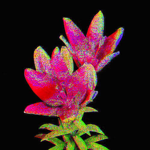 LILY BLOOM