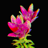LILY BLOOM