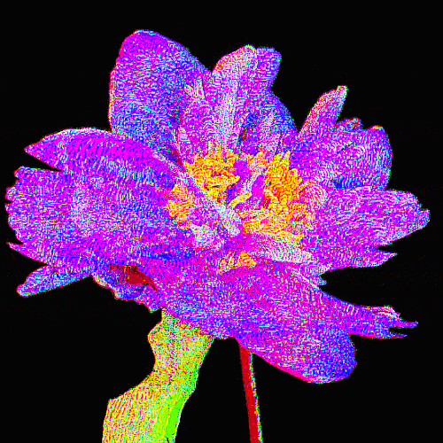peony bloom opt