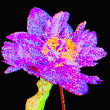 peony bloom opt