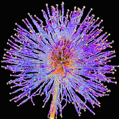 Mimosa nuttallii.gif