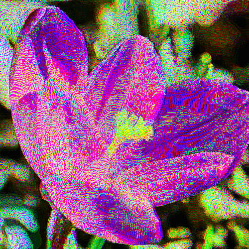 Crocus vernus